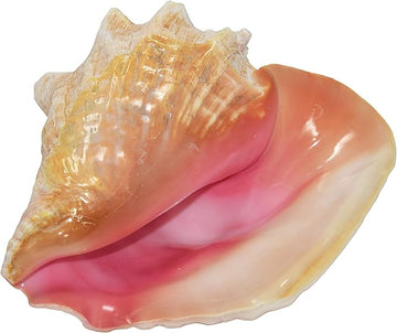 Nautical Beach Decor Boxed Jumbo Huge Bahama Queen Conch Seashell (Pink) - Bahamas Pink Conch Shell - 9"-10"